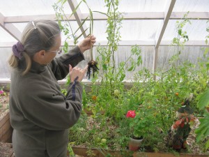 Опыт выращивания имбиря в теплице