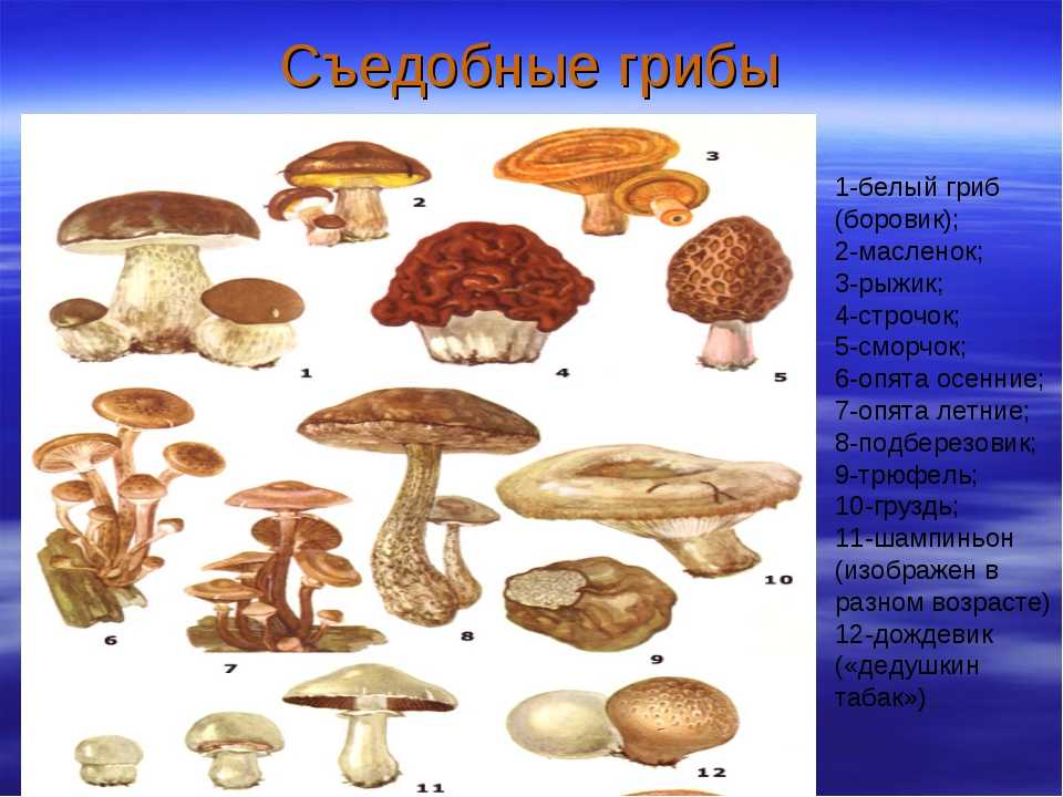 Грибы есть витамины. Полезные грибы. Полезные грибы для человека. Съедобные грибы. Полезные съедобные грибы.