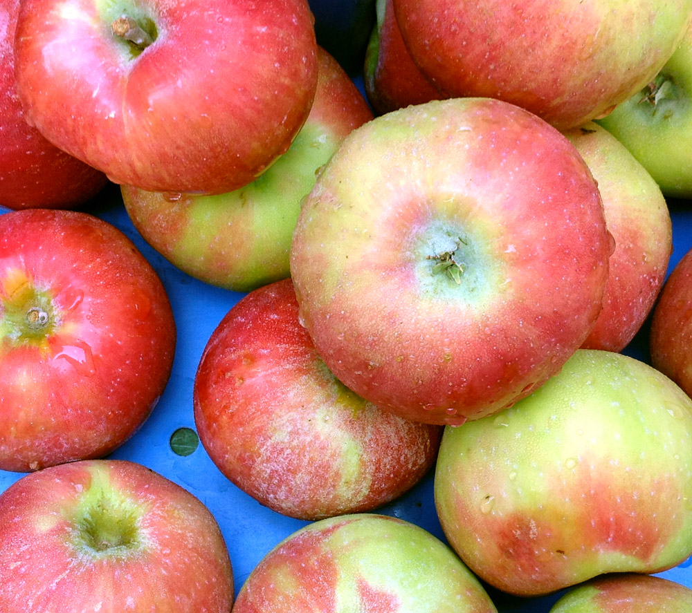 фаршированные яблоки в духовке