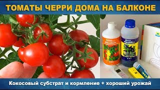 КАК ВЫРАСТИТЬ ПОМИДОРЫ ЧЕРРИ ДОМА - Черри томаты на балконе, кокосовый субстрат + кормление КАК ВЫРАСТИТЬ ПОМИДОРЫ ЧЕРРИ ДОМА - Черри томаты на балконе, кокосовый субстрат + кормление