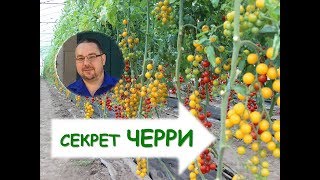 Как вырастить томаты черри? Секреты возделывания. Как вырастить томаты черри? Секреты возделывания.