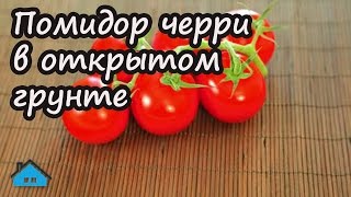 Помидор черри в открытом грунте Помидор черри в открытом грунте