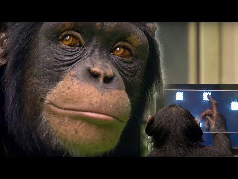 Chimp vs Human! 