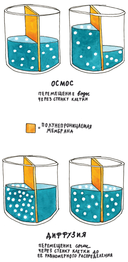 Как работает соль