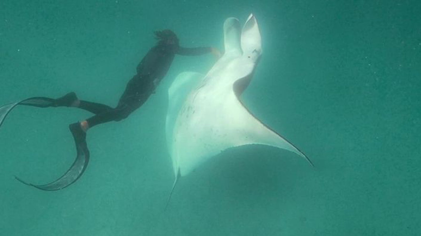 Скат называемый морским дьяволом. Скат выпрыгивает из воды. Морской дьявол арт. Морской дьявол человек. Пародия на морского дьявола.