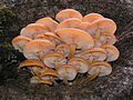 Flammulina velutipes 60.jpg