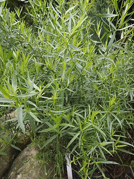 Deutscher Estragon Artemisia dracunculus 01.jpg