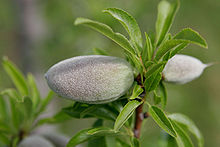 Urueña almendro1 lou.jpg
