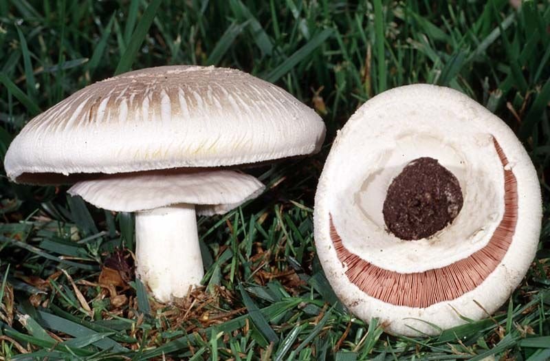 Шампиньон желтокожий (Agaricus xanthodermus)