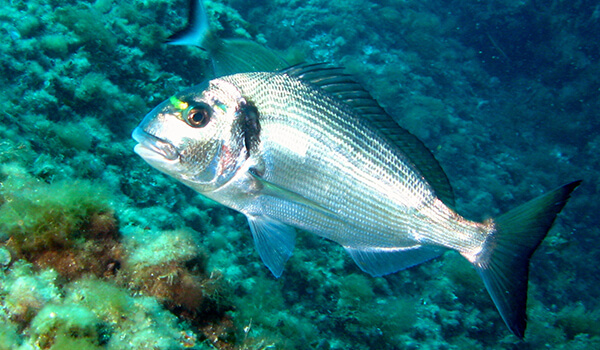 Фото: Морская рыба дорадо