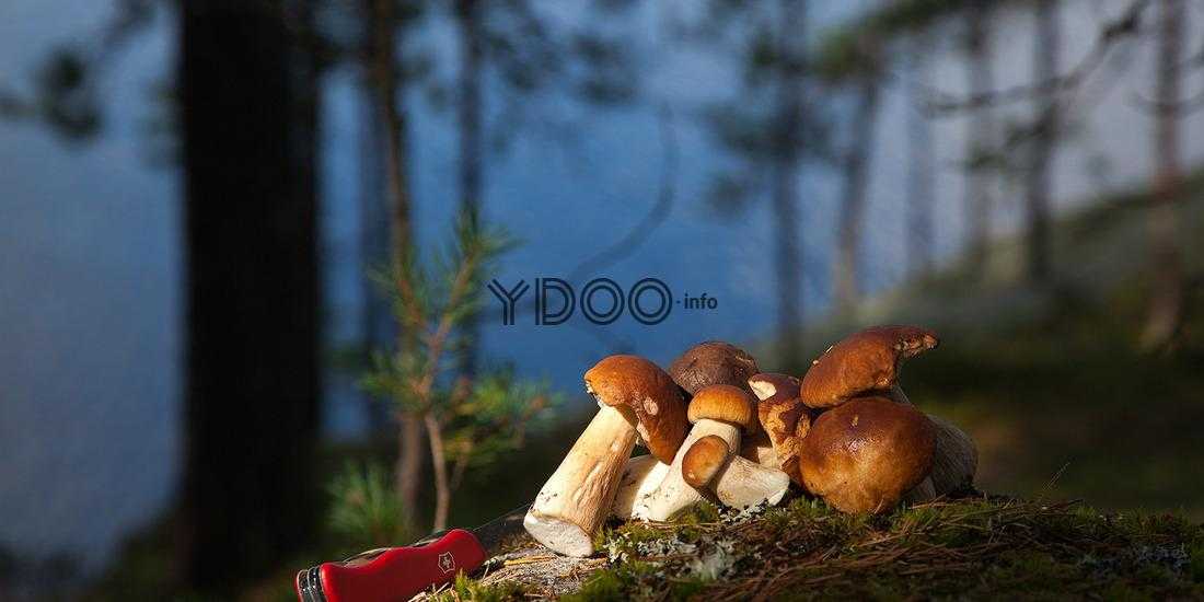 белые грибы в финском лесу