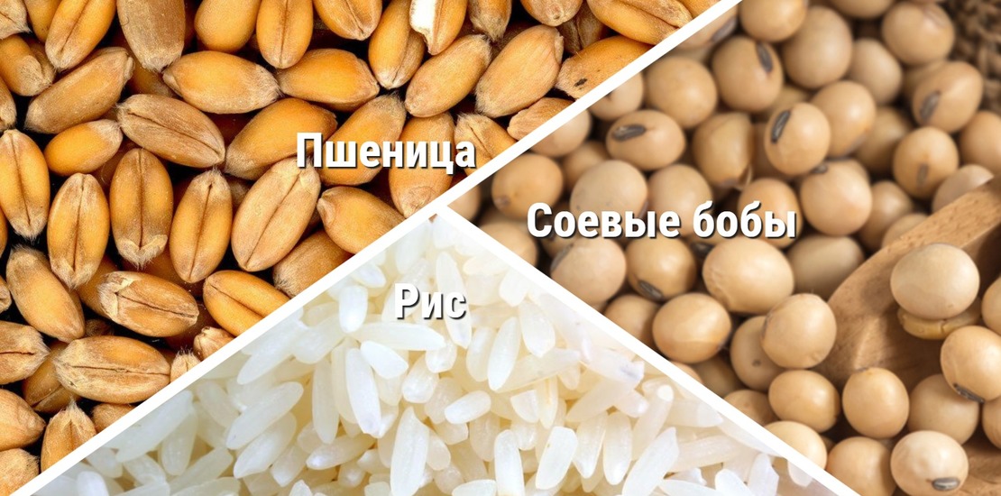 зерна пшеницы, рис и соевые бобы