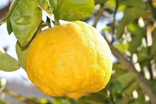 Почему у лимона желтеют и опадают листья